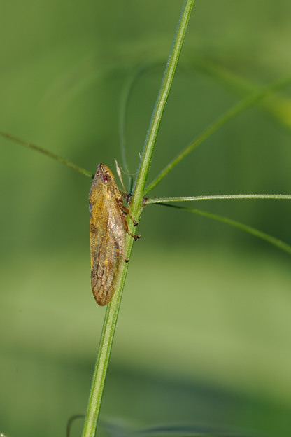 Aphrophora cfr. salicina, Aphrophoridae, Piemonte